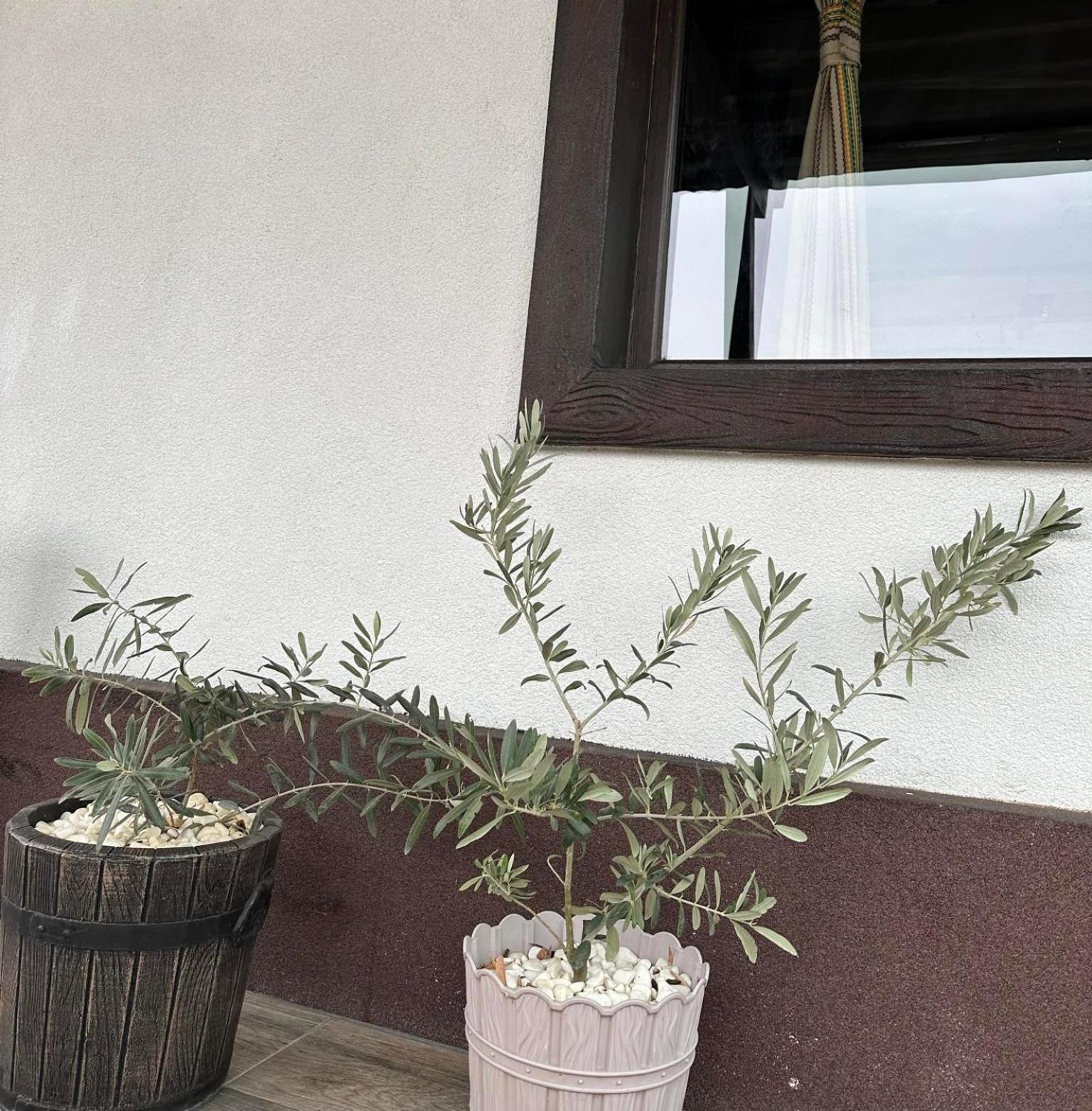Бялата Къща Hotel Чакаларово Екстериор снимка